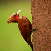 Chestnut-colored Woodpecker